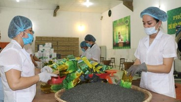 Sở hữu trí tuệ: ‘Vũ khí’ giúp HTX chè Thái Nguyên khẳng định vị thế quốc tế