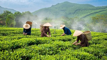 Làm du lịch sinh thái, chè Thái Nguyên nâng tầm giá trị
