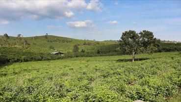 Du lịch đa giác quan: Chìa khóa nâng chuỗi giá trị cho Trà B’Lao