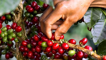 Tiềm năng mới từ vỏ quả cà phê: Doanh nghiệp Lâm Đồng xuất khẩu trà Cascara sang Nhật Bản