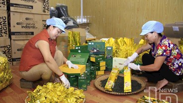 Giữ vững hương chè Tân Cương: Khi người làm thật phải đấu tranh với trà giả trên mạng