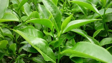 Trà Việt trên hành trình vươn ra thế giới