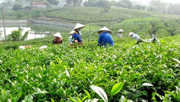 Cơ hội và thách thức của vùng chè Tân Cương sau khi mở rộng địa giới hành chính