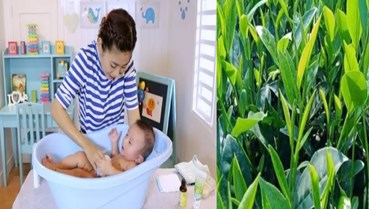 Cách tắm lá chè xanh cho trẻ sơ sinh trị "rôm sảy, mụn nhọt"