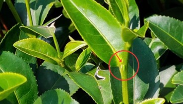 5 lý do vì sao Đông Phương Mỹ Nhân là phương thuốc dành cho phái đẹp