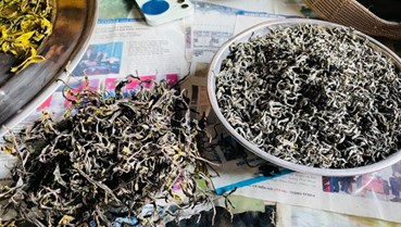 Trà vàng Tủa Chùa: Hương trầm giữa đại ngàn, vị thuốc giữa đời thường