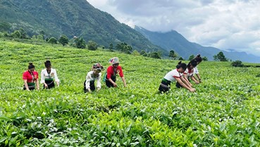 HTX chè: Chủ lực của làn sóng OCOP mới, chắp cánh thương hiệu Việt