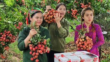 Khi nông dân livestream bán hàng: Công nghệ thay đổi cuộc sống nông thôn