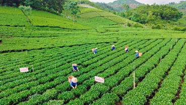 Điểm tên những Đại danh trà ở thủ phủ chè Thái Nguyên
