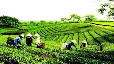 Cây chè: Biểu tượng sống của Thái Nguyên trên hành trình xanh