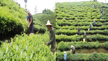 Chè búp tươi bội thu, Mường Khương tiến tới hơn 100 ha chè hữu cơ