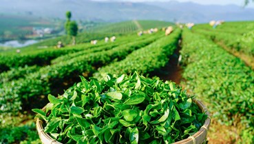 B’Lao – Vùng đất hái hương về trong mỗi chén trà