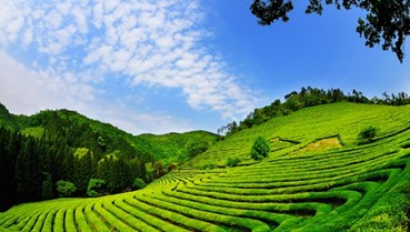 Phát triển du lịch xanh từ đồi chè: Động lực cho kinh tế nông thôn tại Lâm Đồng