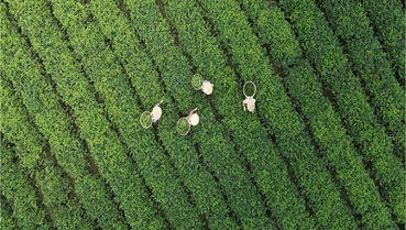 Chuyển dịch chuỗi giá trị ngành rau quả: Nâng cao chất lượng và giải pháp thâm nhập các thị trường lớn