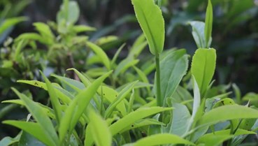 Diệp lục trong trà xanh: Chiến binh âm thầm hỗ trợ gan và loại bỏ độc tố