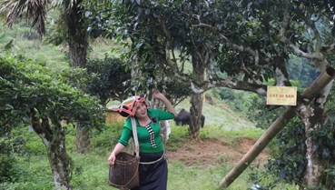Thoát nghèo nhờ chè cổ thụ: Câu chuyện hồi sinh từ vùng núi Tô Múa
