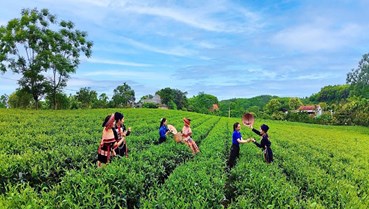 Vô Tranh dịch chuyển mô hình: Đưa văn hóa vào chuỗi giá trị trà