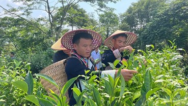 A Lù chuyển mình từ cây chè: Hành trình từ nghèo khó đến kinh tế hàng hóa