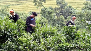 Chè Shan Tuyết và khát vọng thoát nghèo bền vững nơi rẻo cao Hà Giang
