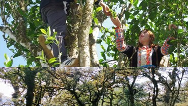 Mồ Sì San – Nơi những gốc chè đưa người Dao thoát nghèo và giữ rừng sống mãi
