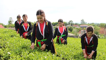 Bàn Đạt khởi sắc từ những nương chè VietGAP