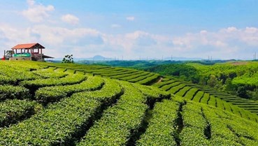 Định hướng xây dựng chuỗi giá trị tích hợp cho chè Đường Hoa