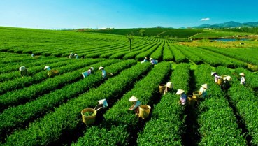 Chè Việt trên đường đua chất lượng: Từ nương chè đến bàn trà quốc tế