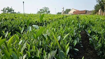 Ngành trà toàn cầu trước ngã rẽ sinh tồn và chuyển đổi xanh