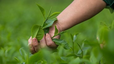 Tiêu dùng xanh: Chìa khóa để ngành chè Việt vươn xa 