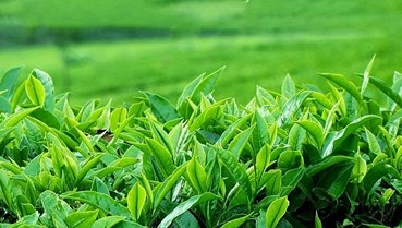 Chè Việt Nam dẫn đầu tại Indonesia: Thị phần lớn nhưng áp lực cạnh tranh gia tăng