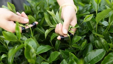 Tìm lối ra cho trà đặc sản Việt Nam trên bản đồ toàn cầu