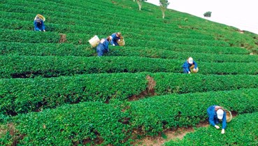Trà đặc sản và làn sóng chuyển mình theo tư duy hạt rang