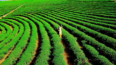 Lâm Đồng hướng tới mục tiêu trở thành "trung tâm trà thế giới" 