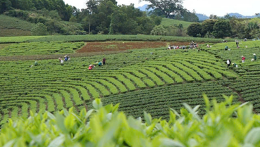 Xã Phú Lạc mở rộng diện tích chè hữu cơ trong lộ trình chuẩn hóa của Thái Nguyên