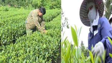 Đại Phúc khai thác tiềm năng cây chè, hướng tới doanh thu 1.500 tỷ