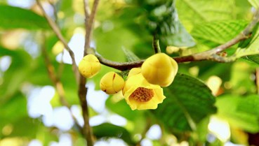 Chè hoa vàng Thái Nguyên: Từ “vàng xanh” núi rừng đến sản phẩm OCOP tiêu biểu