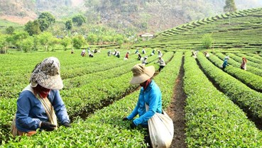 Cảm biến nano phát hiện nhanh dư lượng thuốc trừ sâu