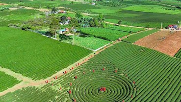 Khai thác tiềm năng du lịch từ vùng chè dưới chân đèo Pha Đin