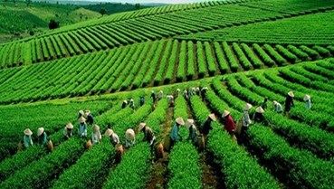 Chè Việt thời hội nhập: Lợi thế tự nhiên, cơ hội bứt phá và bài toán thương hiệu