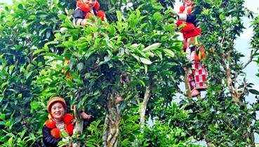 Bí quyết xây dựng thương hiệu trà thành công tại Việt Nam