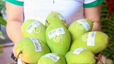 OCOP và bài toán giữ chất lượng giữa làn sóng mở rộng