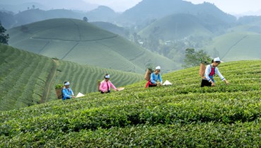 Bản đồ trà Châu Á: Từ di sản ngàn năm đến tương lai toàn cầu