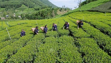 La Bằng đưa chè trung du cổ đến Festival Trà Quốc tế 2026