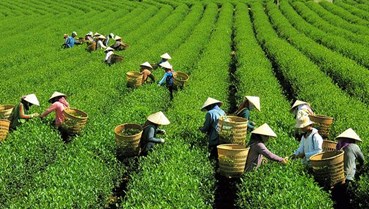 Giải pháp công nghệ bảo vệ nhãn hiệu và minh bạch nguồn gốc chè Thái Nguyên