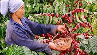 Cà phê dẫn dắt, nông sản Việt hướng tới kỷ lục xuất khẩu 70 tỷ USD
