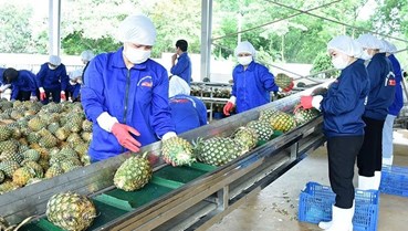 Ngành dứa Việt: Từ tiềm năng đến mục tiêu tỷ USD