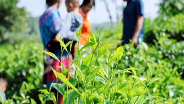 Hành trình thay đổi từ cây chè ở xã Bản Lầu sau sáp nhập