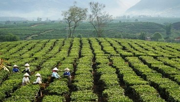  Bước đi chiến lược nâng tầm thương hiệu chè vùng cao