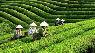 Tạo vị thế mới cho chè Việt trên bản đồ thế giới