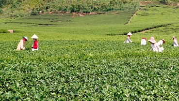 Xanh mát nương chè Bình Thuận – Vị ngon tạo dựng thương hiệu